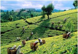 Цейлонский чай: сорта, вкусовые характеристики и способы заваривания